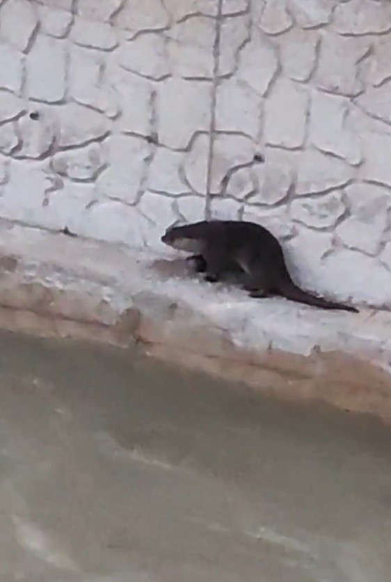 Harşit &Ccedil;ayı&rsquo;nda su samuru, Torul&rsquo;da yaban ke&ccedil;isi g&ouml;r&uuml;nt&uuml;lendi
