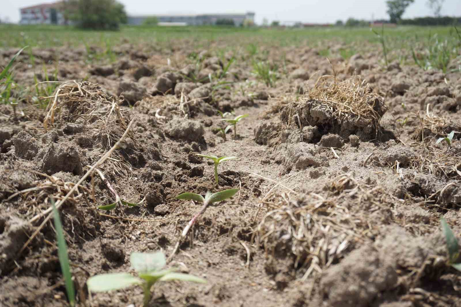 Prof. Dr. Kaya&rsquo;dan yabancı otla m&uuml;cadele ve ila&ccedil;lama uyarısı
