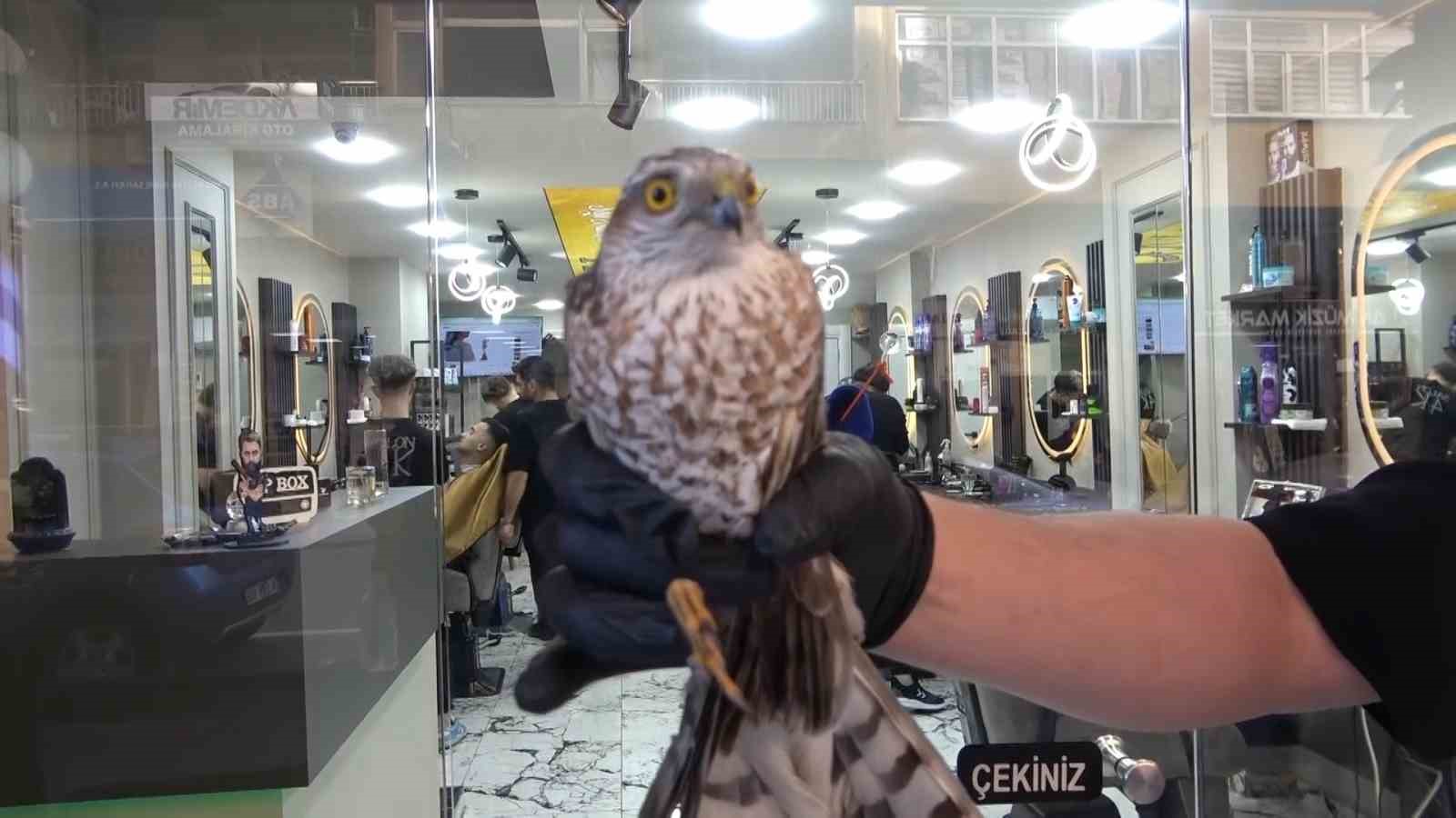 Yavru atmaca bu sefer ağa değil tabelaya &ccedil;arptı
