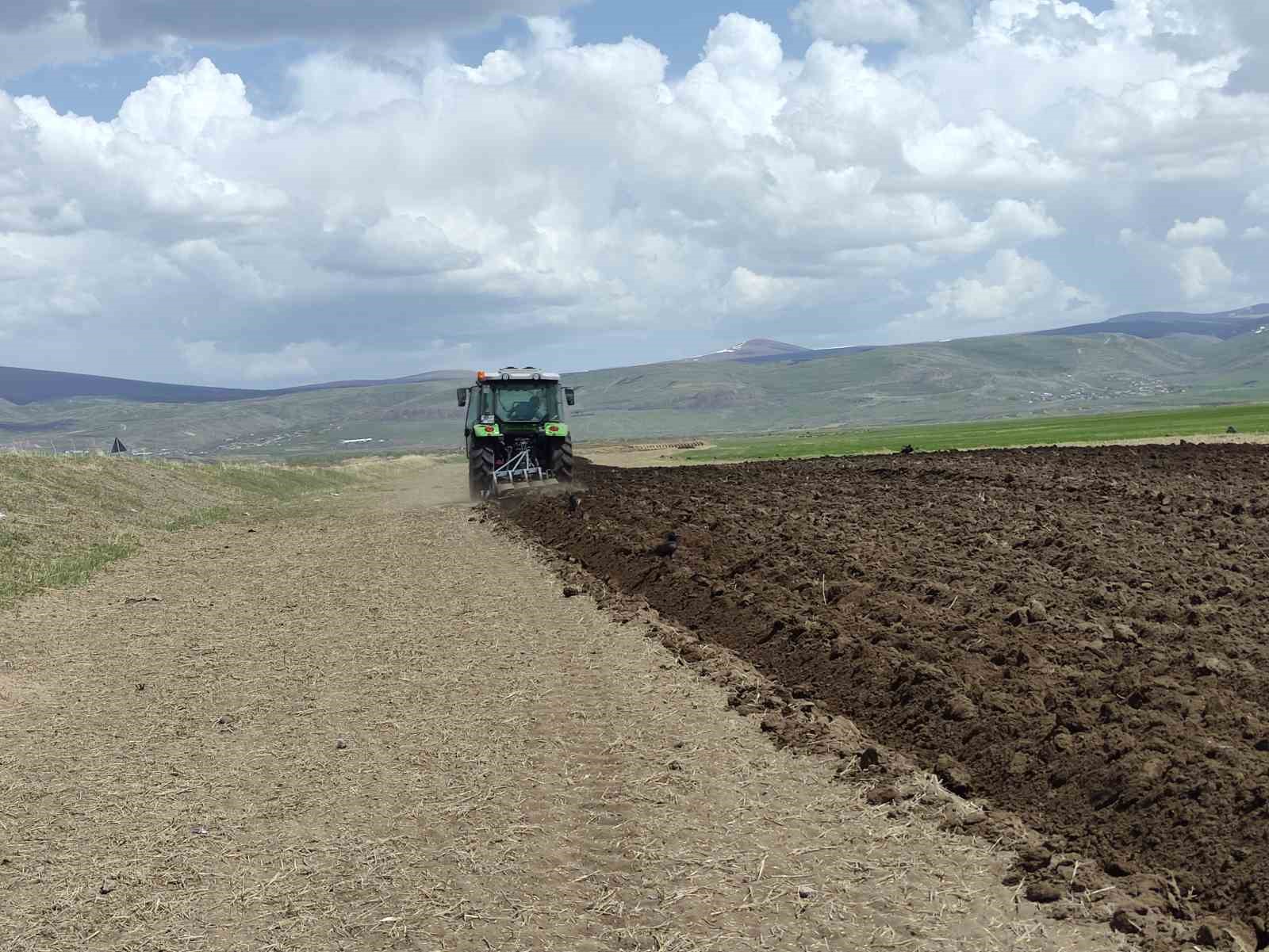 Ardahan’da ata tohumu buğday ve arpa tohumları toprakla buluşturuluyor
