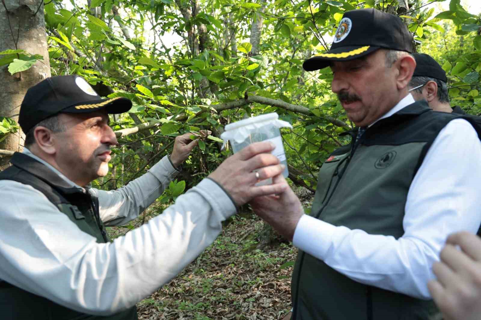 Gal arısına karşı 600 yırtıcı b&ouml;cek doğaya salındı
