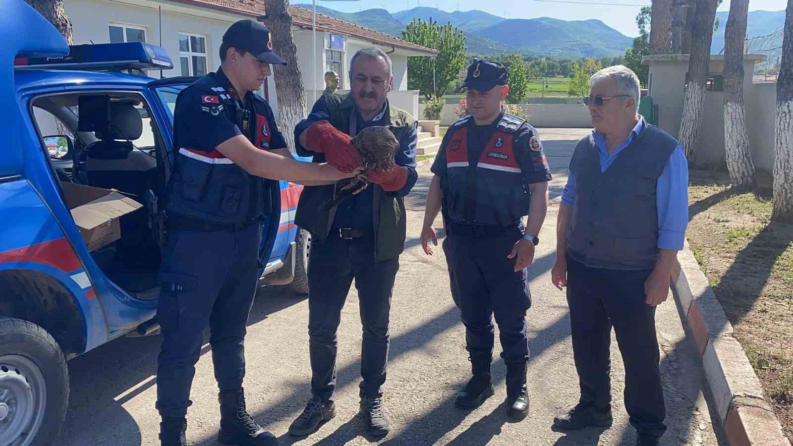 Yaralı şahinin yardımına jandarmalar yetişti
