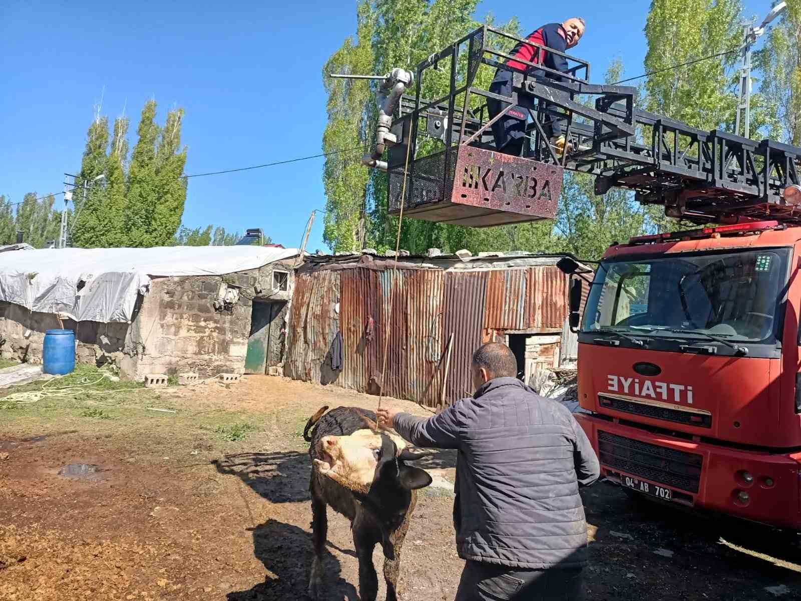 Ağrı’da bataklığa saplanan inekler itfaiye ekipleri tarafından kurtarıldı
