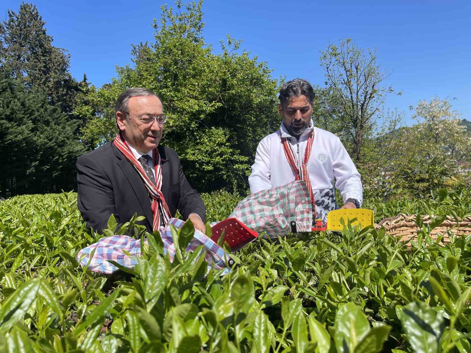 Çaykur Rizespor Teknik Direktörü İlhan Palut çay bahçesine girdi, çay topladı

