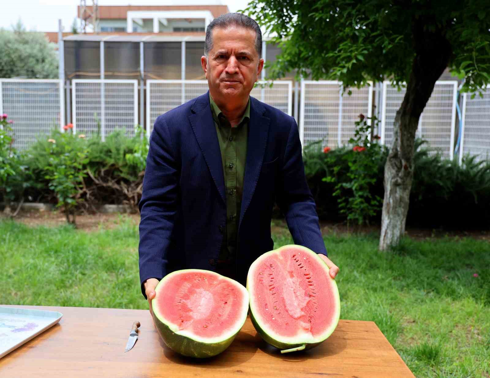 Adana&rsquo;da turfanda karpuz hasadı başladı
