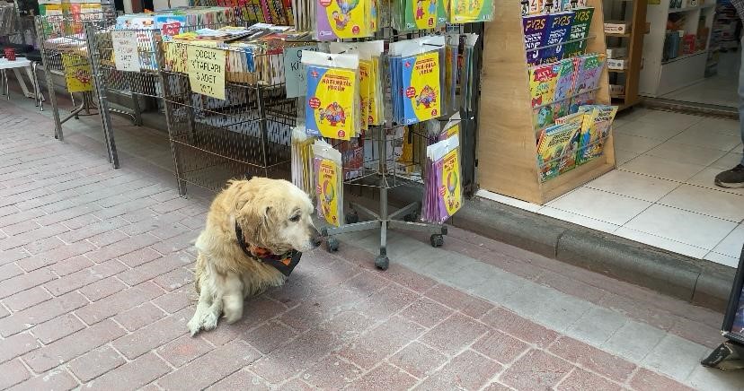 Yavruyken otomobilin çarpıp felç bıraktığı köpek, esnafın maskotu oldu
