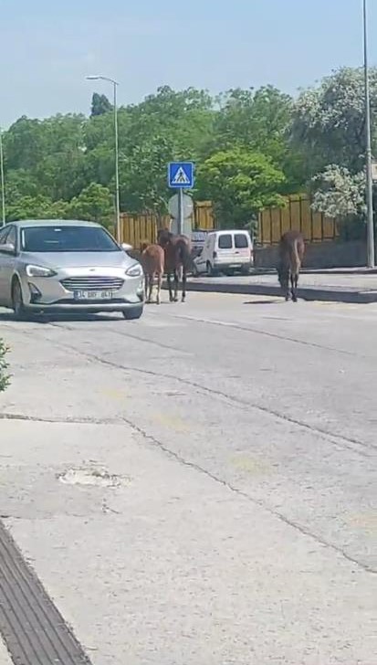 Ankara’da yolda dolaşan sahipsiz atlar trafiği tehlikeye soktu