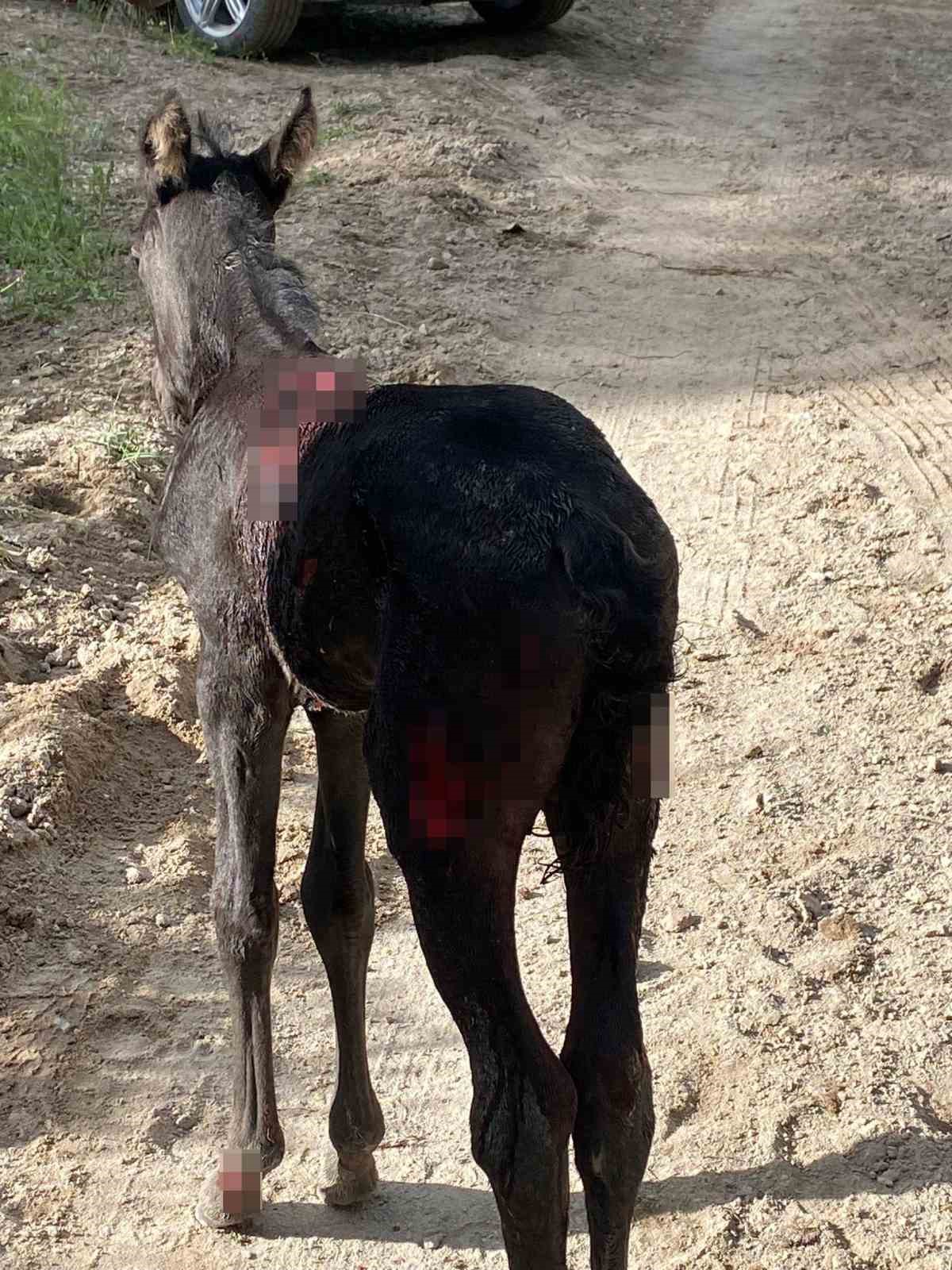 Sokak köpekleri atlara saldırdı