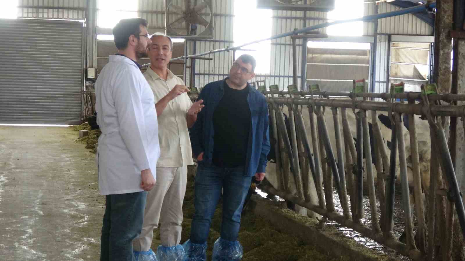 Türk müziğinin ineklerin süt verimini artırdığı akademik olarak ispatlandı
