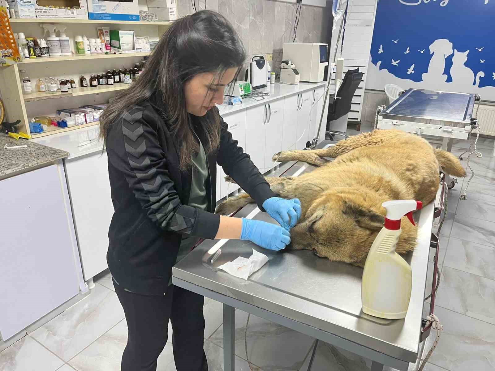 Kaza sonucu yaralanan k&ouml;pek i&ccedil;in herkes seferber oldu
