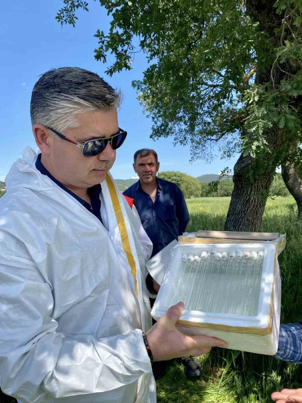 Balıkesir&rsquo;de s&uuml;ne ile biyolojik m&uuml;cadele başladı
