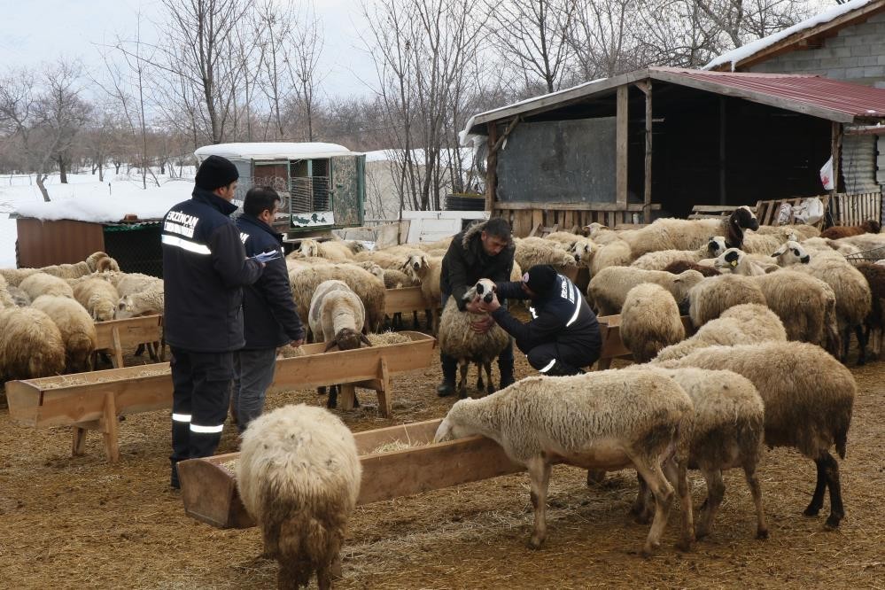 Çayırlı’da küçükbaş hayvanlarda aşılama kampanyası