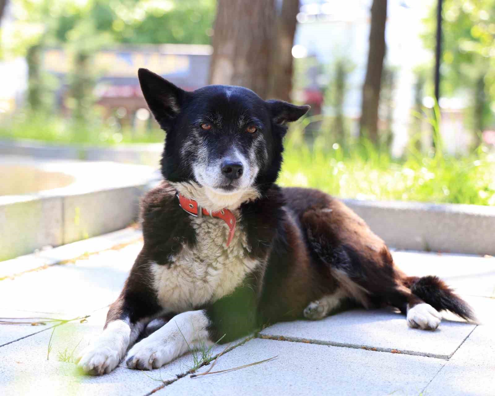 İşkenceye maruz kalan "Lokum" hayata tutundu