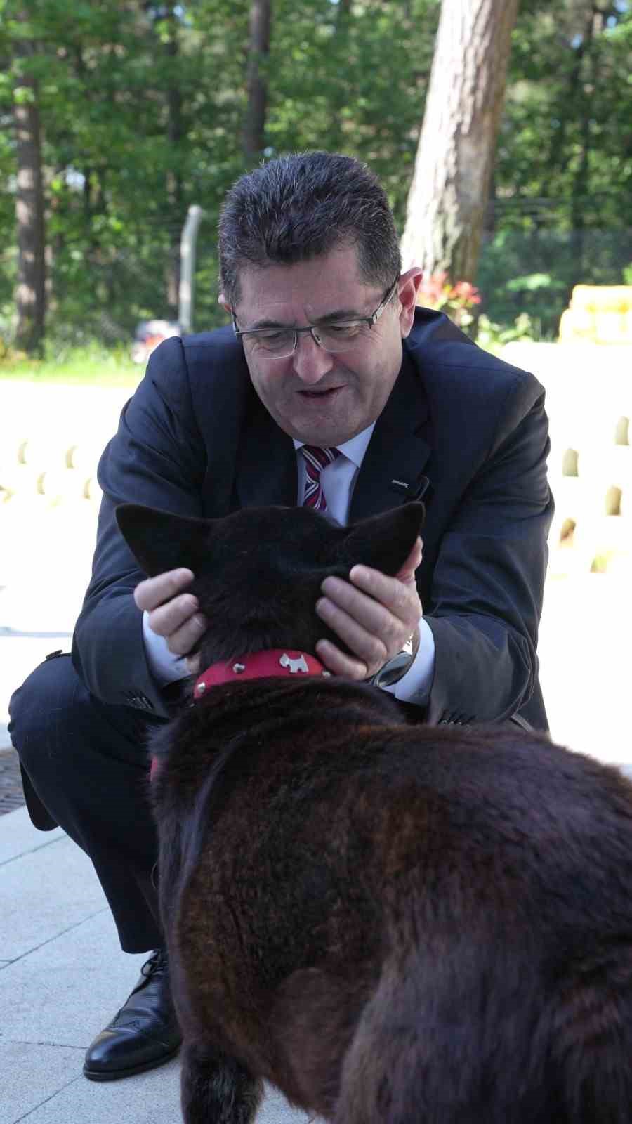 İşkenceye maruz kalan "Lokum" hayata tutundu
