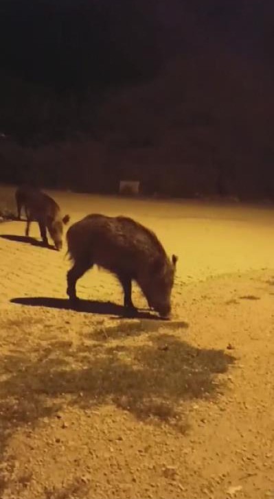 ‘Benden korkmuyorlar, alıştılar”  diyen vatandaş, aç kalan domuzları köpek maması ve yemek artıklarıyla besliyor
