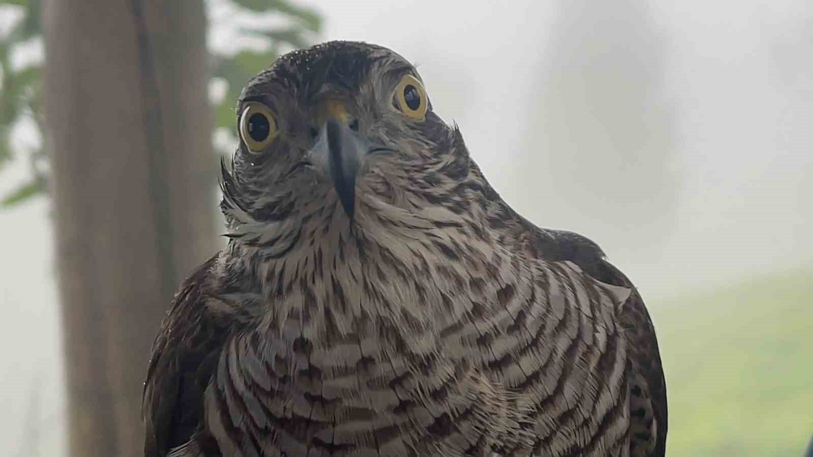 Rizeli i&ccedil;in &lsquo;atmaca&rsquo; bir yaşam tarzı haline geldi
