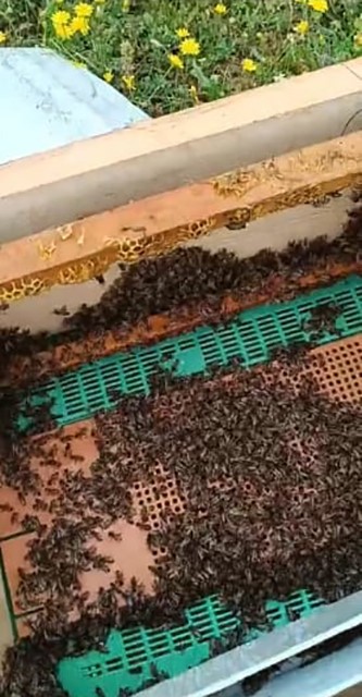 Batman&rsquo;da a&ccedil; kalan ayılar arı kovanlarına saldırdı
