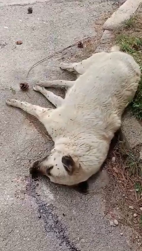 Niğde’de ölü bulunan köpekler STK’ları harekete geçirdi
