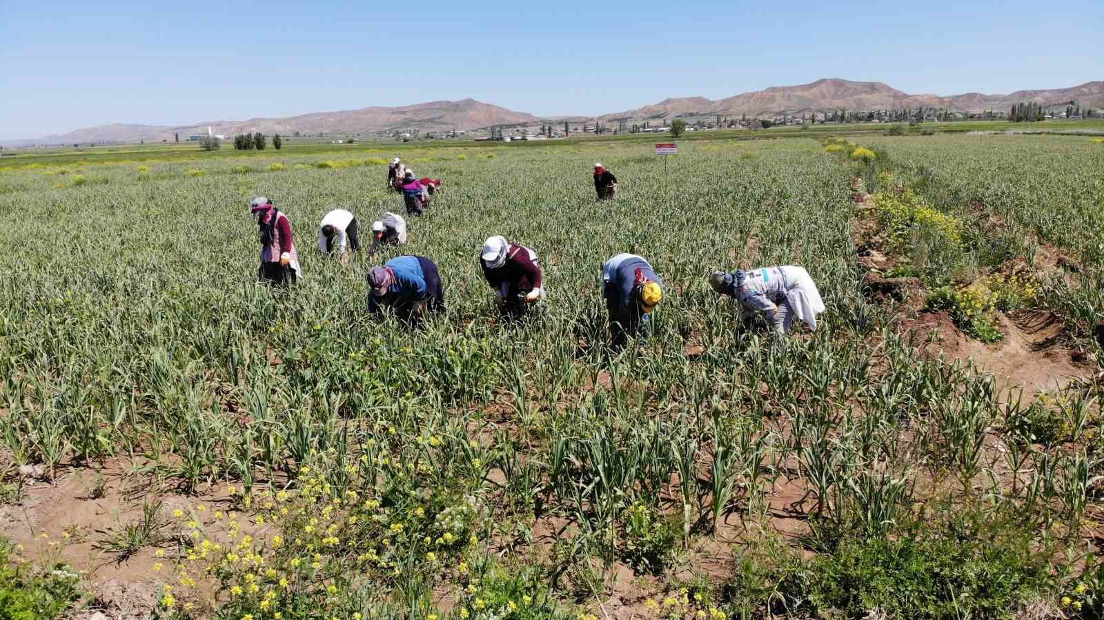 Aksaray&rsquo;ın organik sarımsağı Rusya ve Almanya antibiyotiğinde
