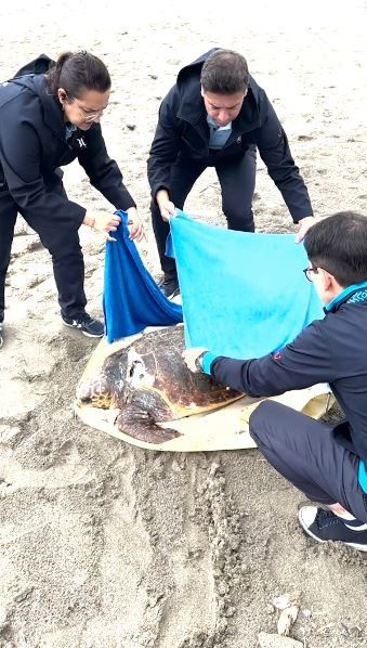 Tekne pervanesinin çarptığı deniz kaplumbağası tedavi altına alındı
