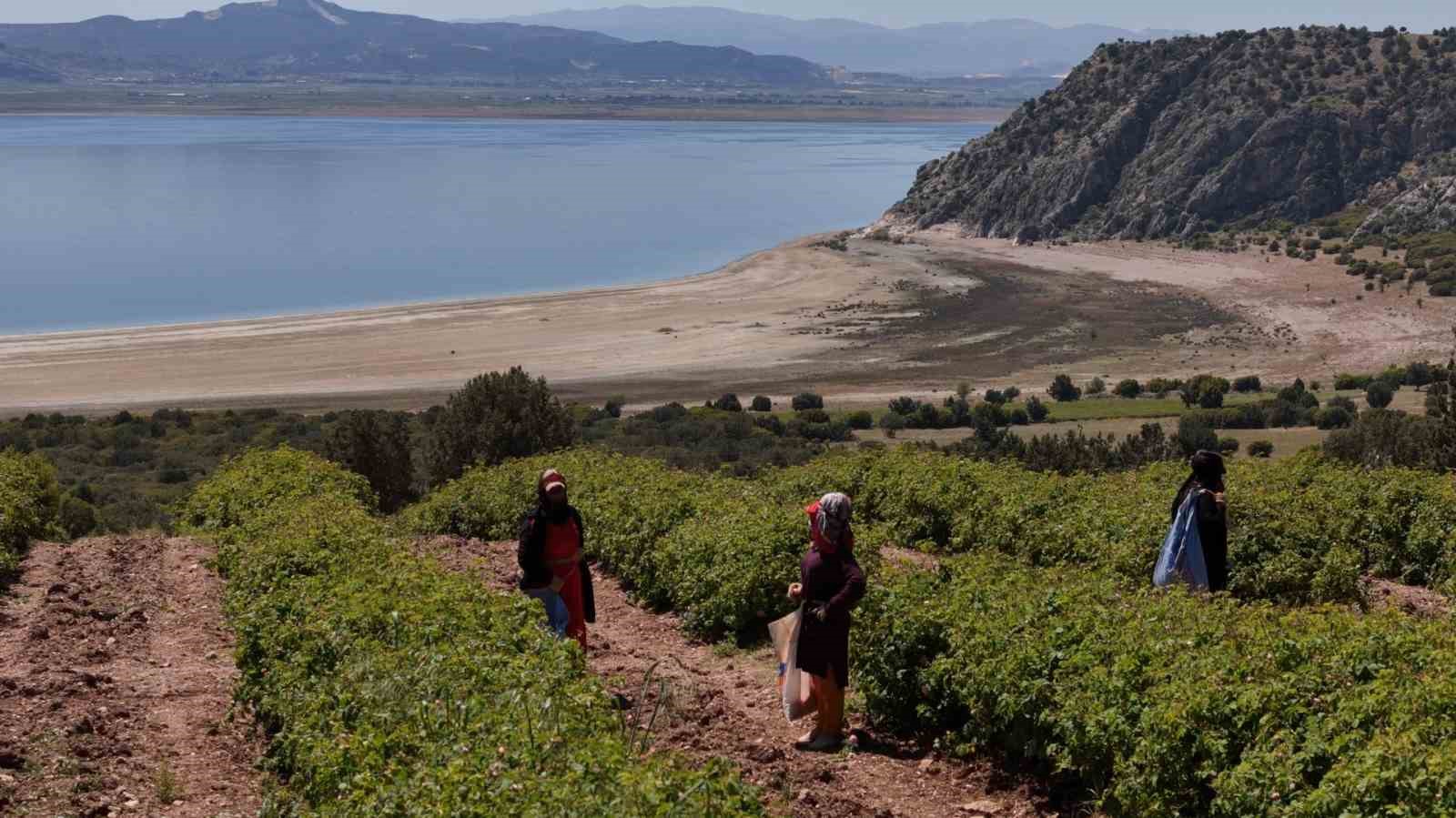 Göl manzaralı, gül kokulu bahçelerde hasat erken başladı
