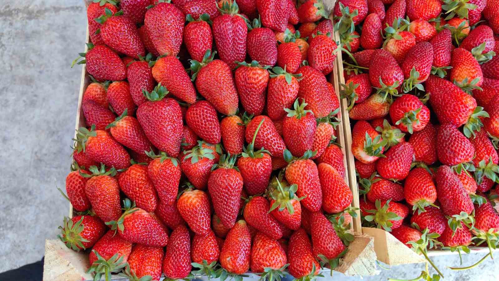 Çilek köyünde hasat başladı 