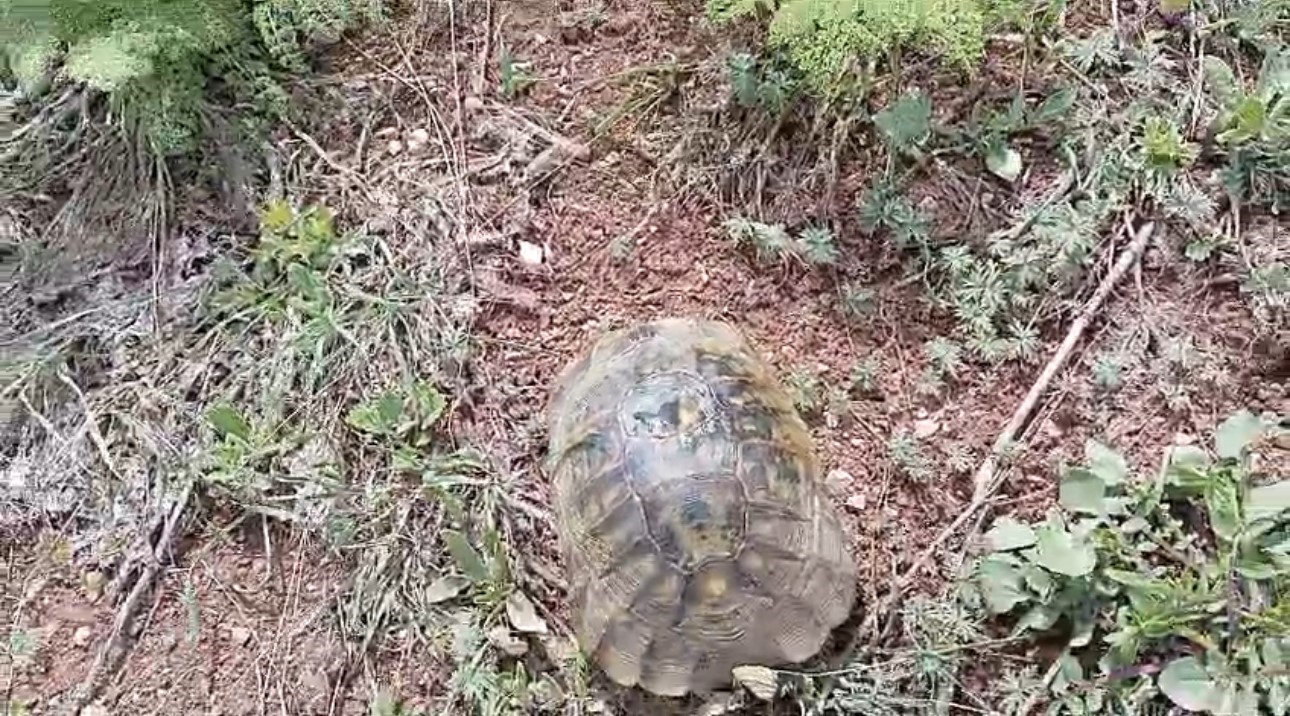 Kar &uuml;st&uuml;nde sırt &uuml;st&uuml; mahsur kalan kaplumbağayı kurtardı
