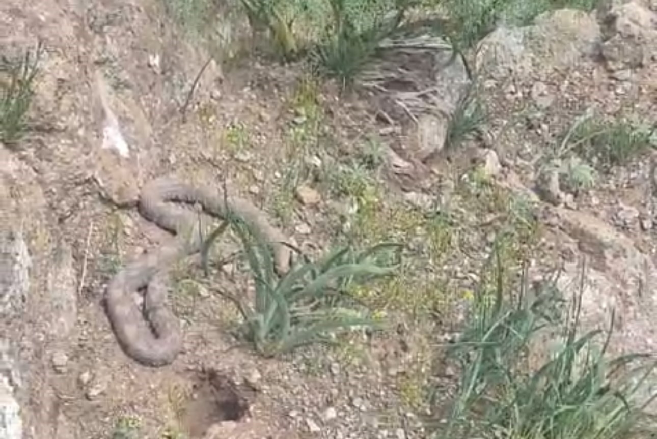 Pancara giden vatandaş çıngıraklı yılanla karşılaştı
