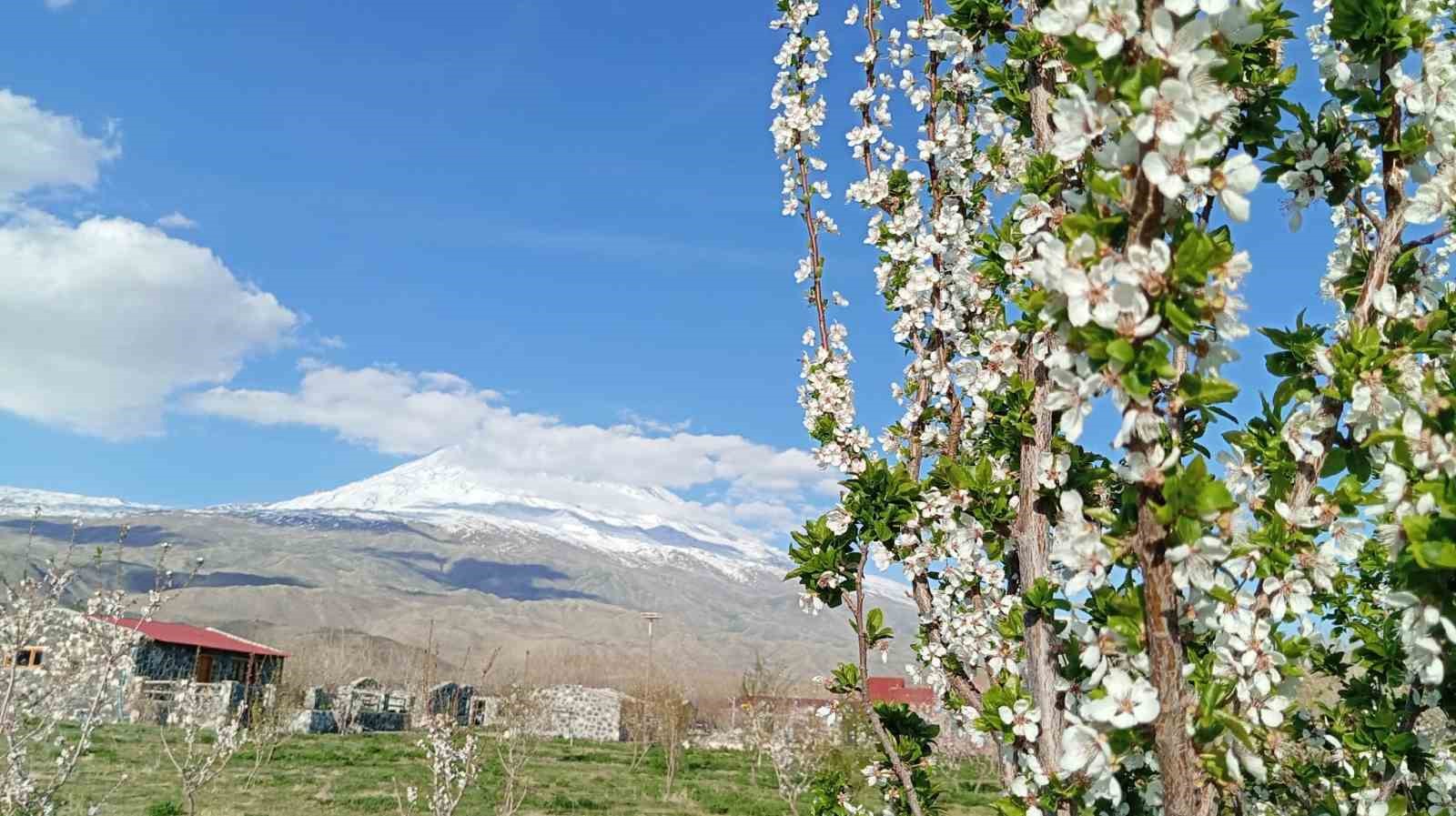 Doğubayazıt’ta 5 bin meyve ağacının bulunduğu bahçe bungalov evleri ile turistleri ağırlıyor