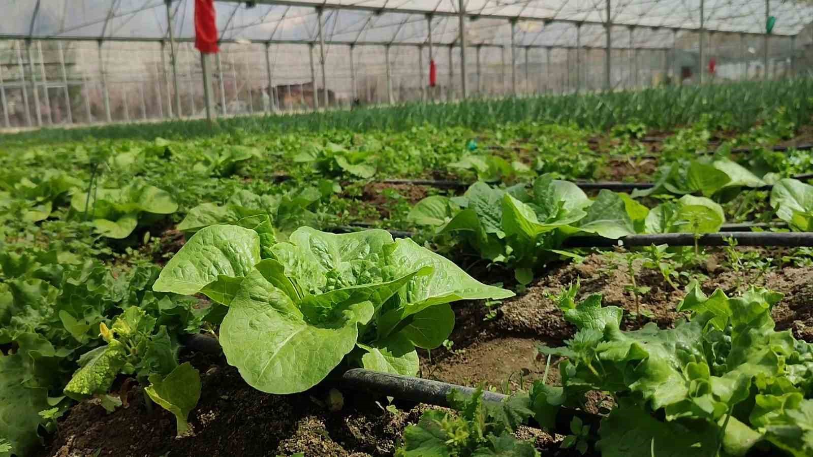 Bölgenin sebze ihtiyacını karşılıyor
