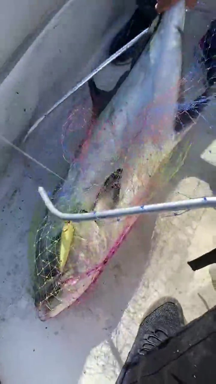 Amatör balıkçı, "Bir ejderha da biz tuttuk" diyerek 15 kiloluk balığı yakalamayı başardı

