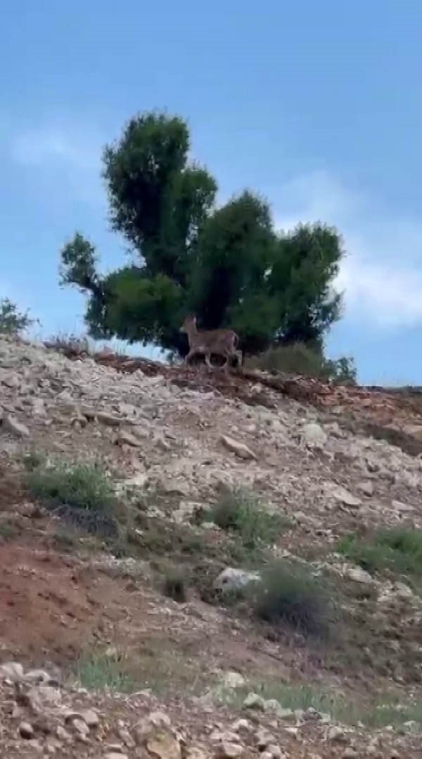 Malatya’da yaban keçileri sürü halinde görüntülendi