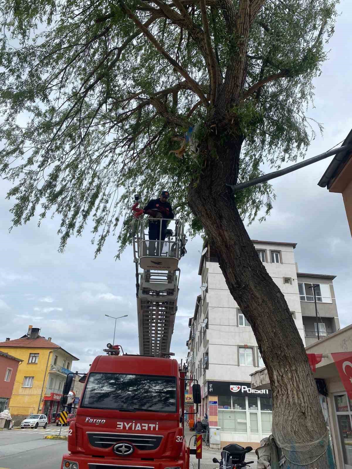 Ağaçta mahsur kalan kedi kurtarıldı
