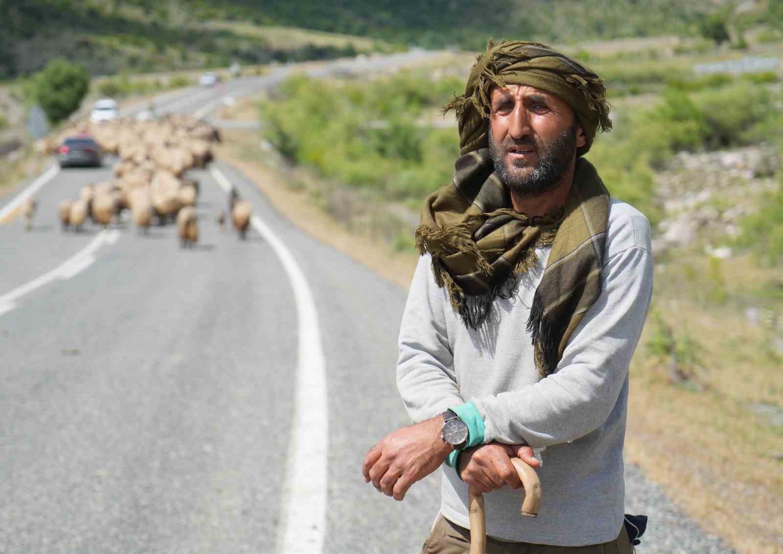 Binlerce koyun Muş yaylalarına doğru yola çıkarıldı
