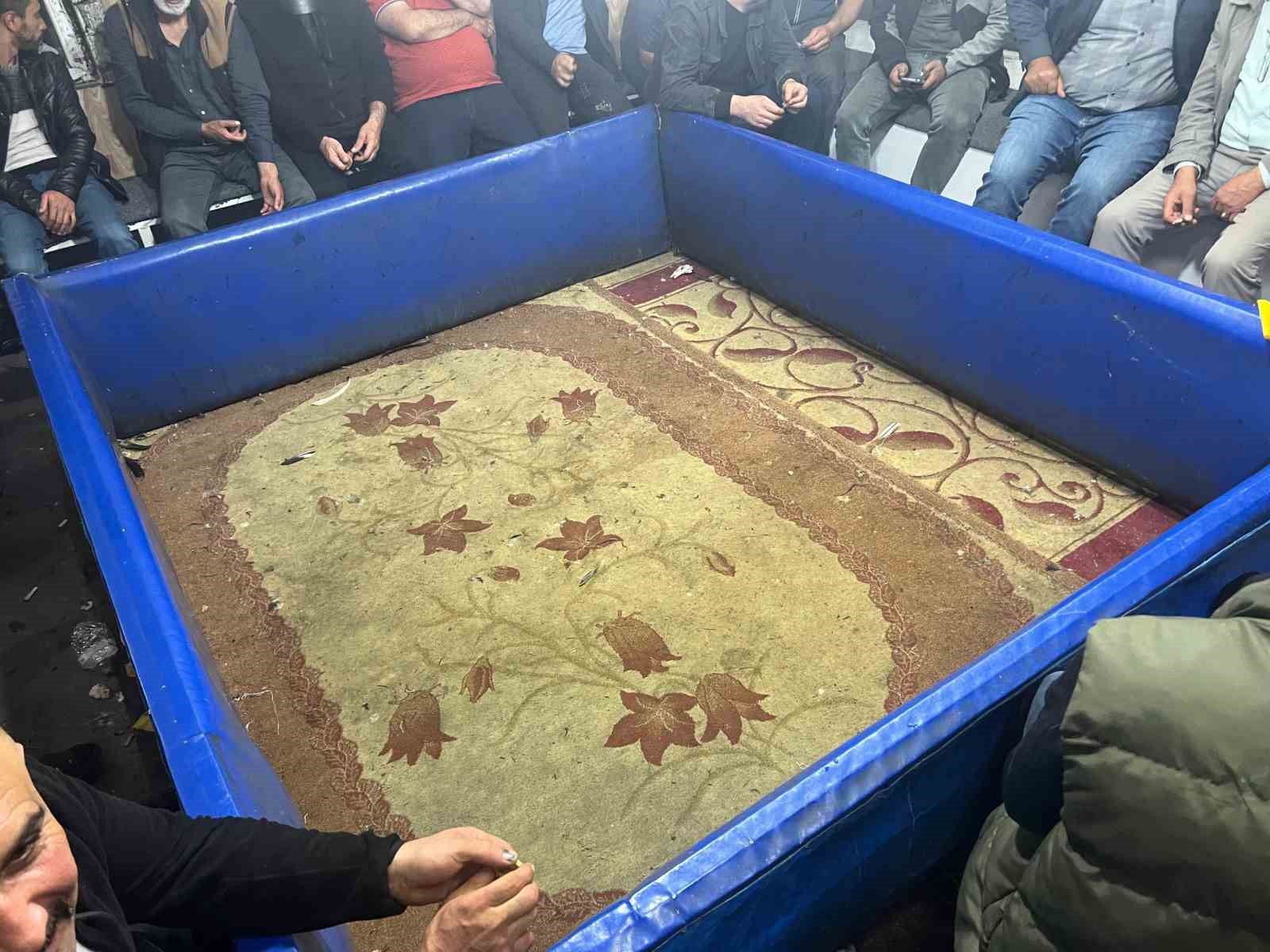 Malatya&rsquo;da horoz d&ouml;v&uuml;şt&uuml;renlere rekor ceza
