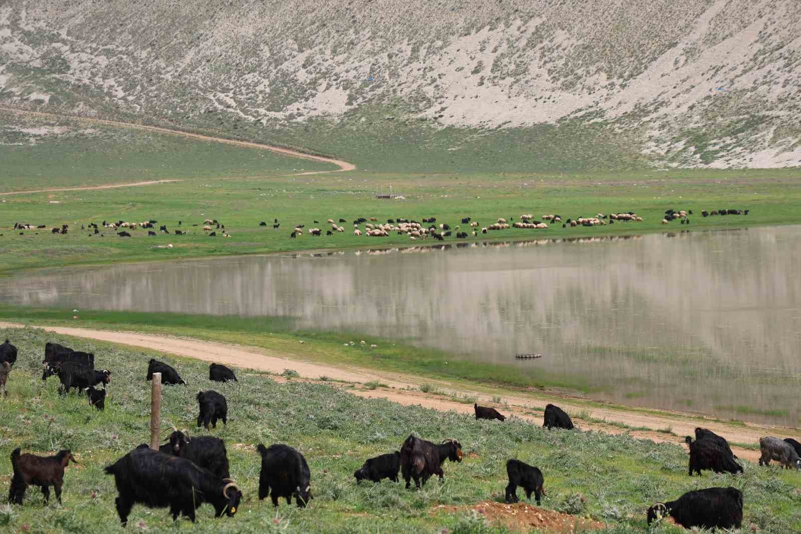 Kahramanmaraşlı çoban 40 hayvanını dağ zirvesinde 6 ay otlatıyor