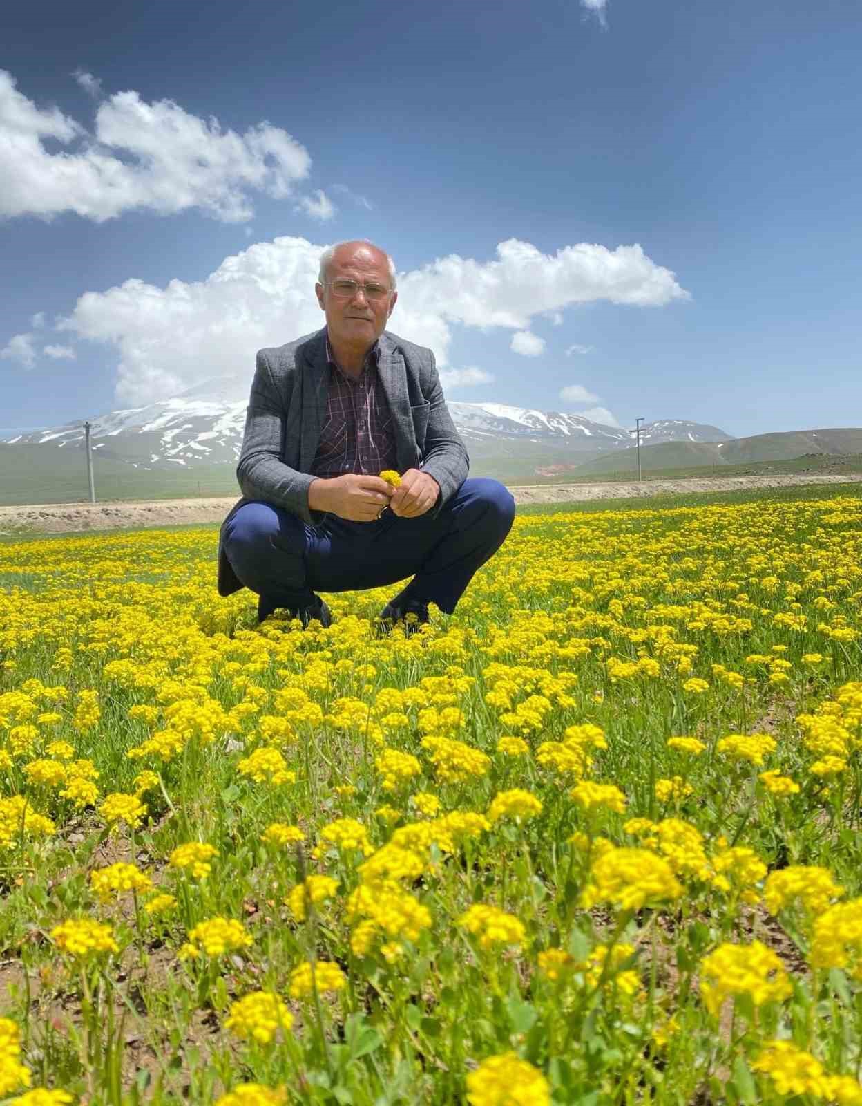 S&uuml;tey Yaylası sarıya boyandı
