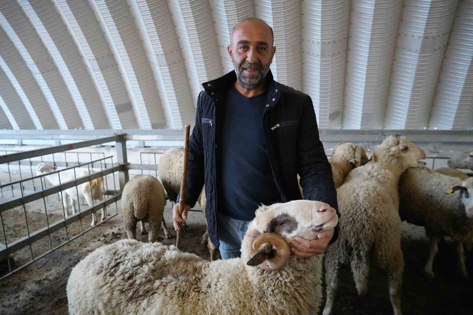 (&Ouml;zel) Balıkesir&rsquo;in kurbanlıkları en &ccedil;ok İstanbul&rsquo;dan alıcı buluyor
