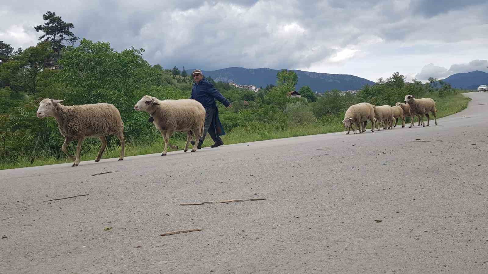 Hastalık sonrası aldığı küçükbaş hayvanlarla yeniden hayata bağlandı
