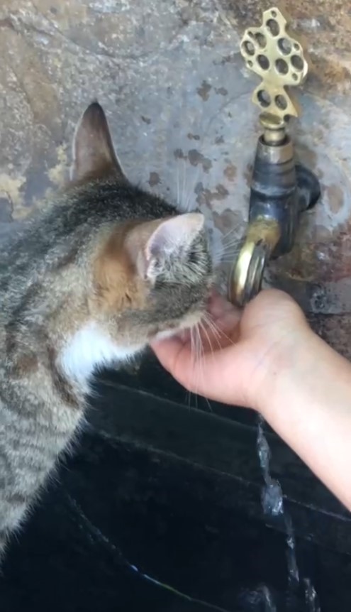 Susayan kediye elleri ile su içirdi