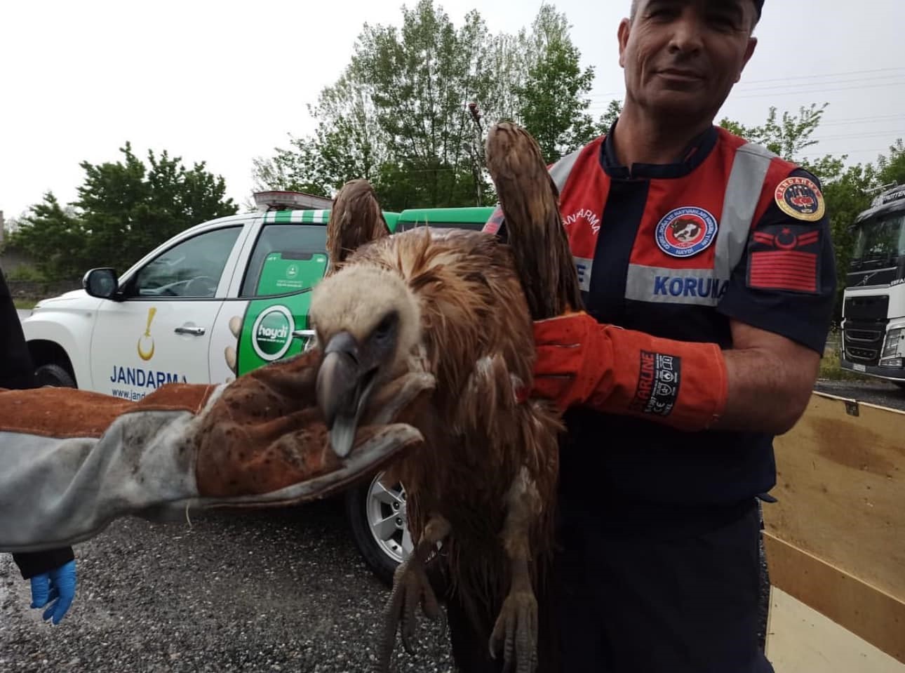 Iğdır’da yaralı halde bulunan kızıl akbaba tedavi altına alındı
