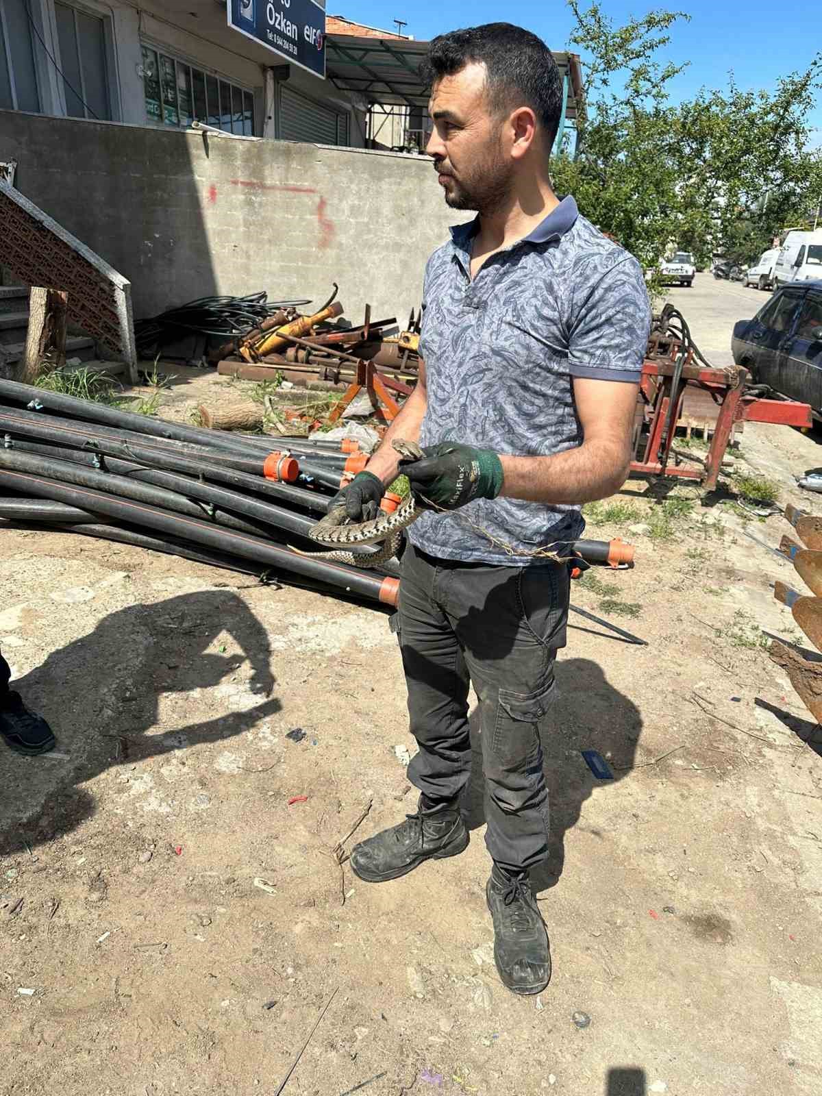 &Ccedil;anakkale&rsquo;de su borularından engerek yılanı &ccedil;ıktı
