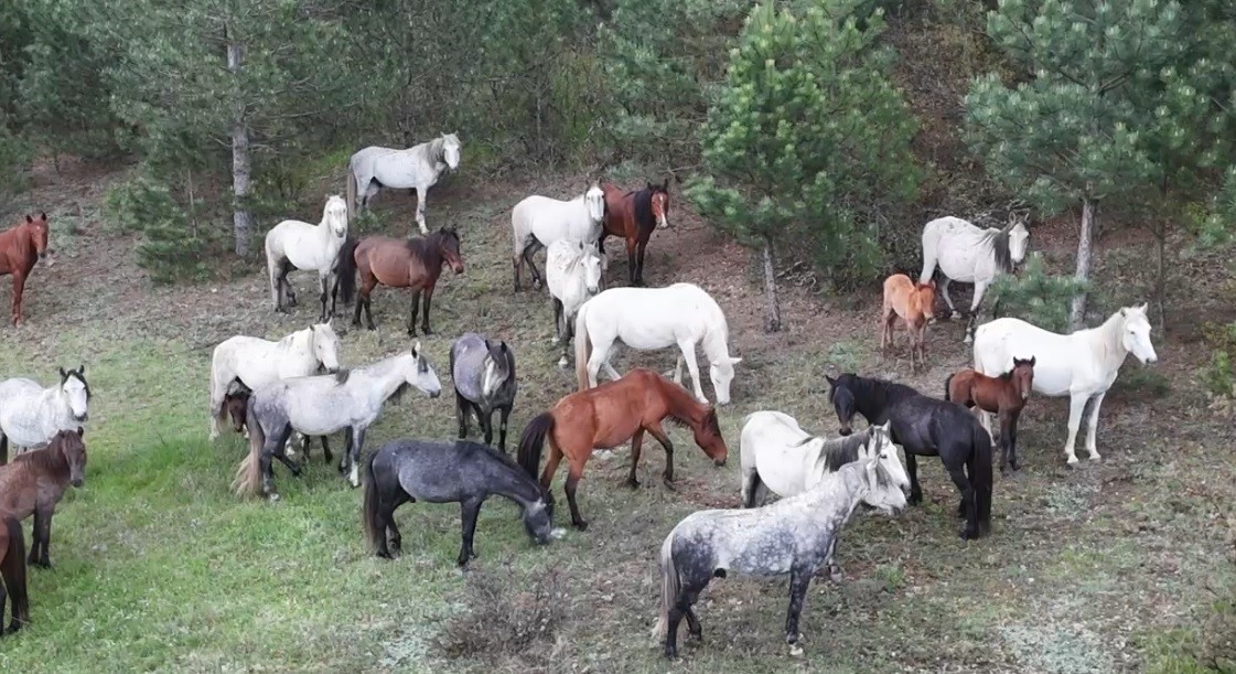 Yaban atları yavruları ile görüntülendi
