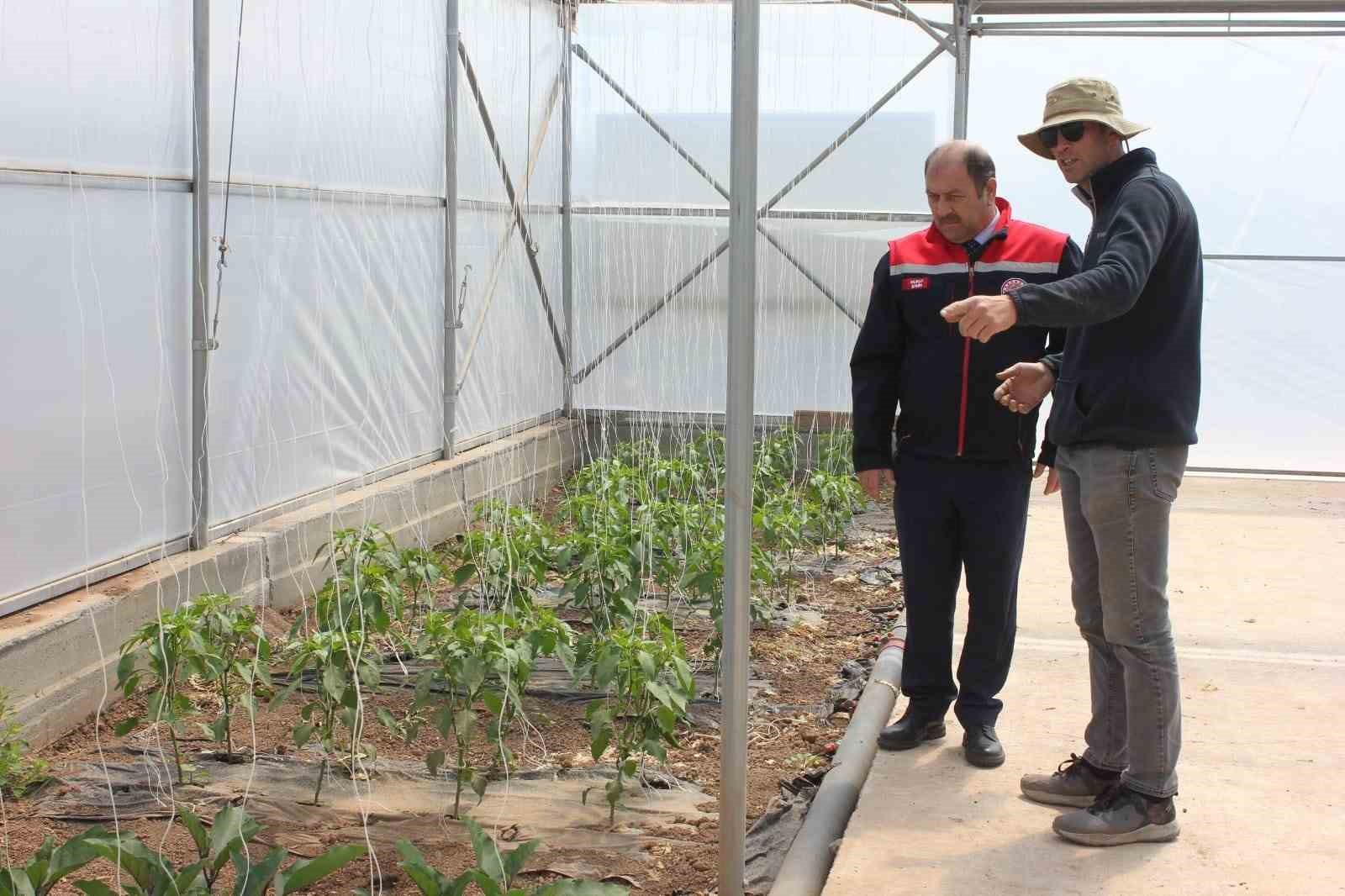 Erzincan kapya biber yetiştiriciliği yaygınlaşıyor
