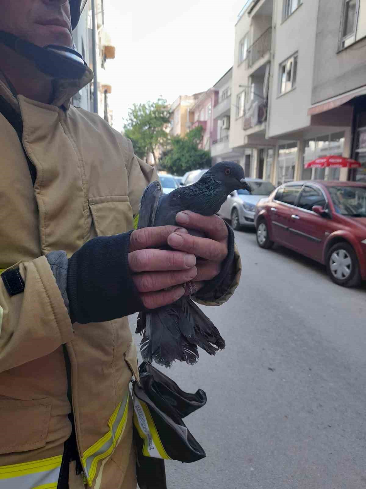 Yalova’da pencere ile sineklik arasında mahsur kalan güvercin kurtarıldı
