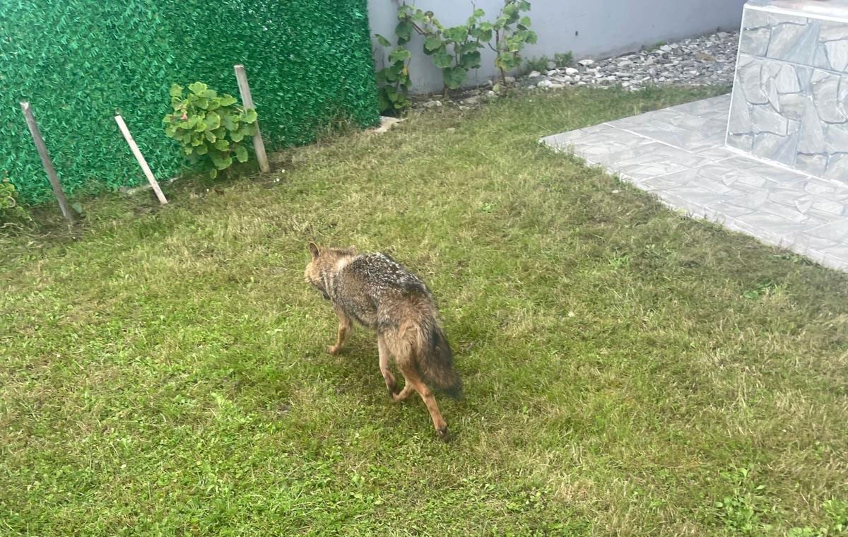 Yakakent’te yaralı çakal kurtarıldı