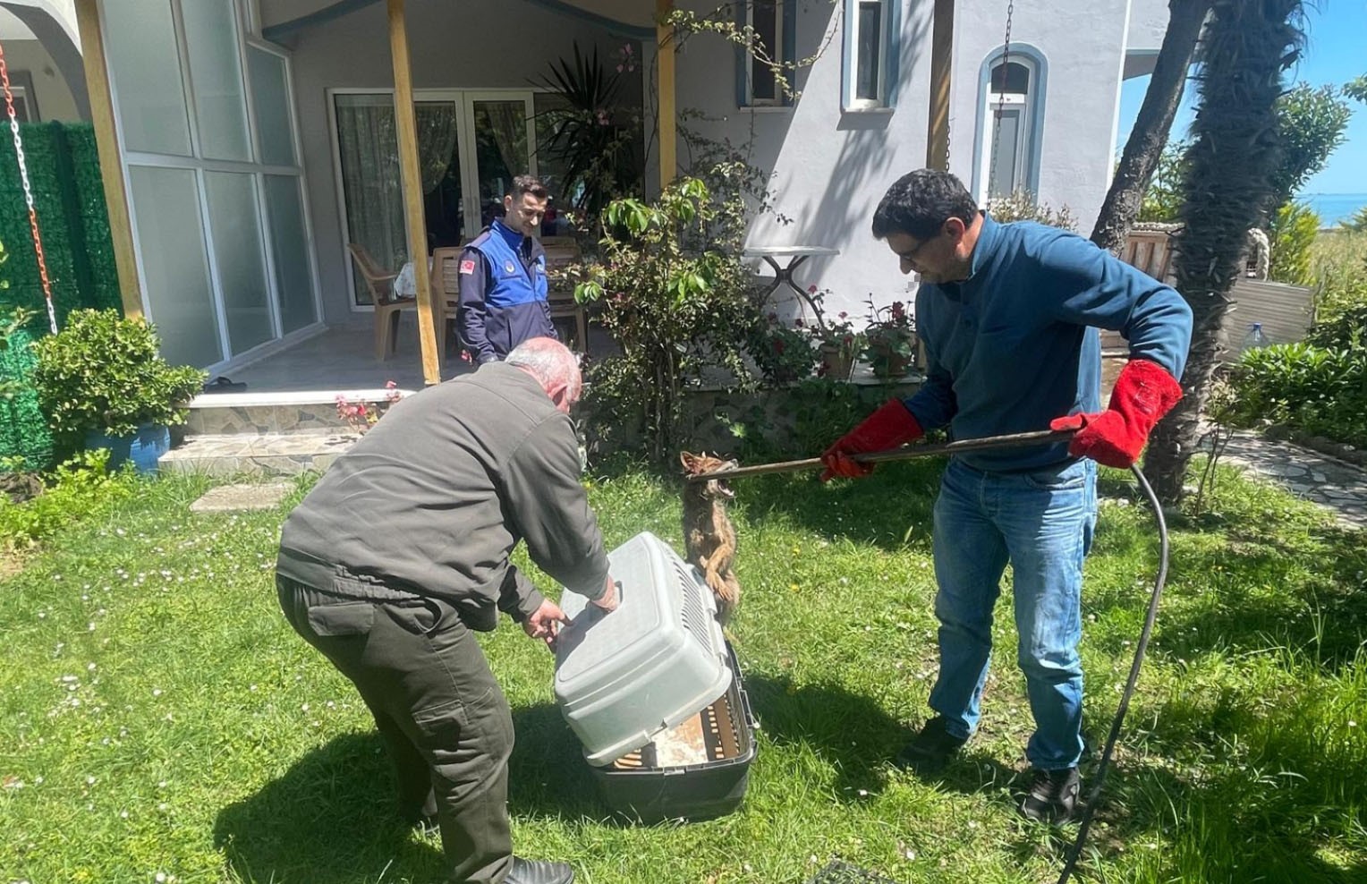 Yakakent’te yaralı çakal kurtarıldı
