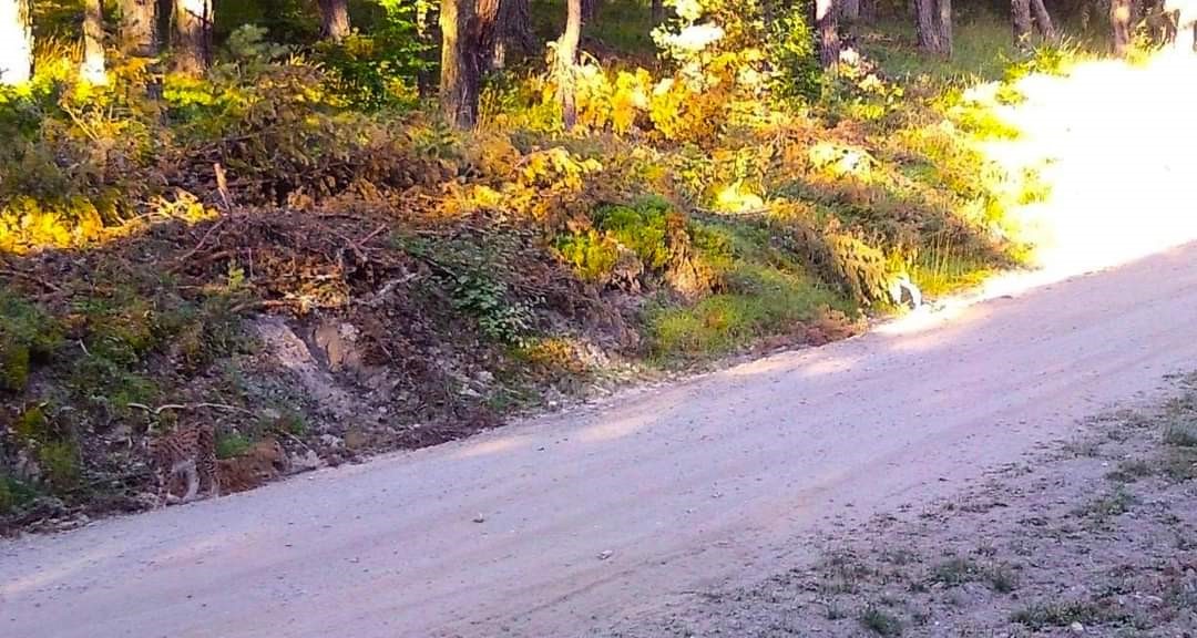 Vaşak kendini böyle kamufle etti, Amasya OBM fotoğrafını ‘Hayalet geziyor. Görebiliyor musunuz?’ notuyla paylaştı