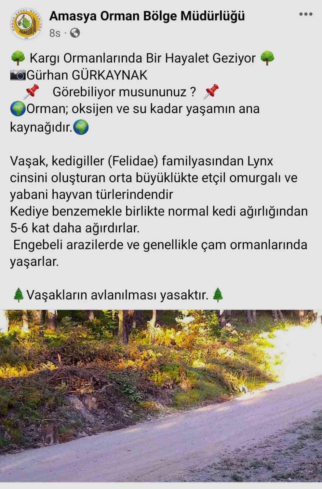 Vaşak kendini böyle kamufle etti, Amasya OBM fotoğrafını ‘Hayalet geziyor. Görebiliyor musunuz?’ notuyla paylaştı
