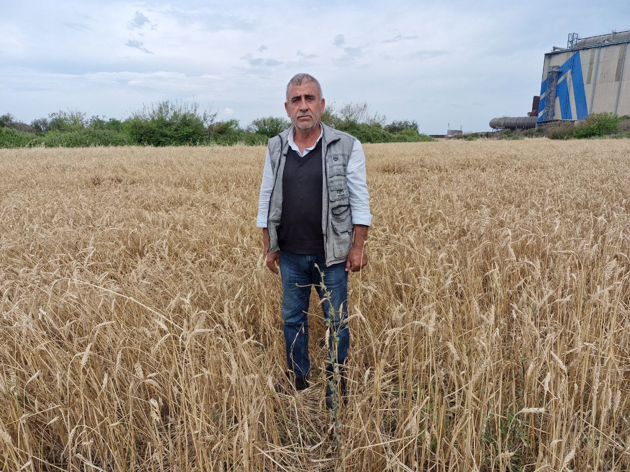 Kuvvetli yağış hasat olgunluğuna gelen buğdaya zarar verdi
